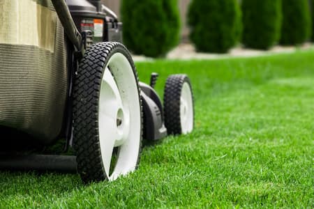 How does lawn mowing improve health of grass