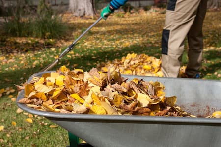 Leaf removal